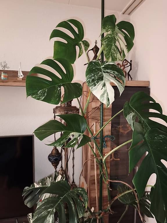Pflanzen & Samen: Monstera Deliciosa Variegata – Gebraucht aus Kaisten von lys_zzy8 2