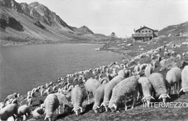 Flüela GR // Schafherde Schafe