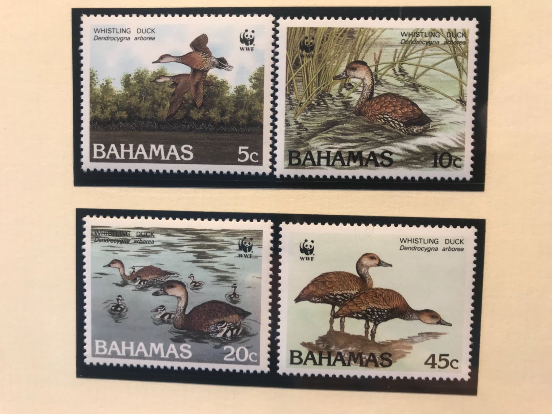Tutti i francobolli: WWF Bahamas 1988 Kuba-Pfeifgans Satz postfrisch – Nuovo (secondo la descrizione) da Winterthur venduto da schnueps