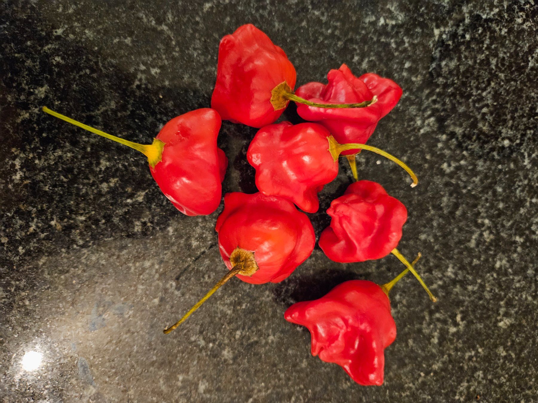 Pflanzen & Samen: Bio Glockenchili Bischofsmütze min. 10 Samen – Neu und originalverpackt aus Regensdorf von Mischa88