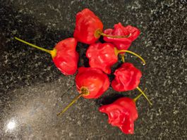 Bio Glockenchili Bischofsmütze min. 10 Samen