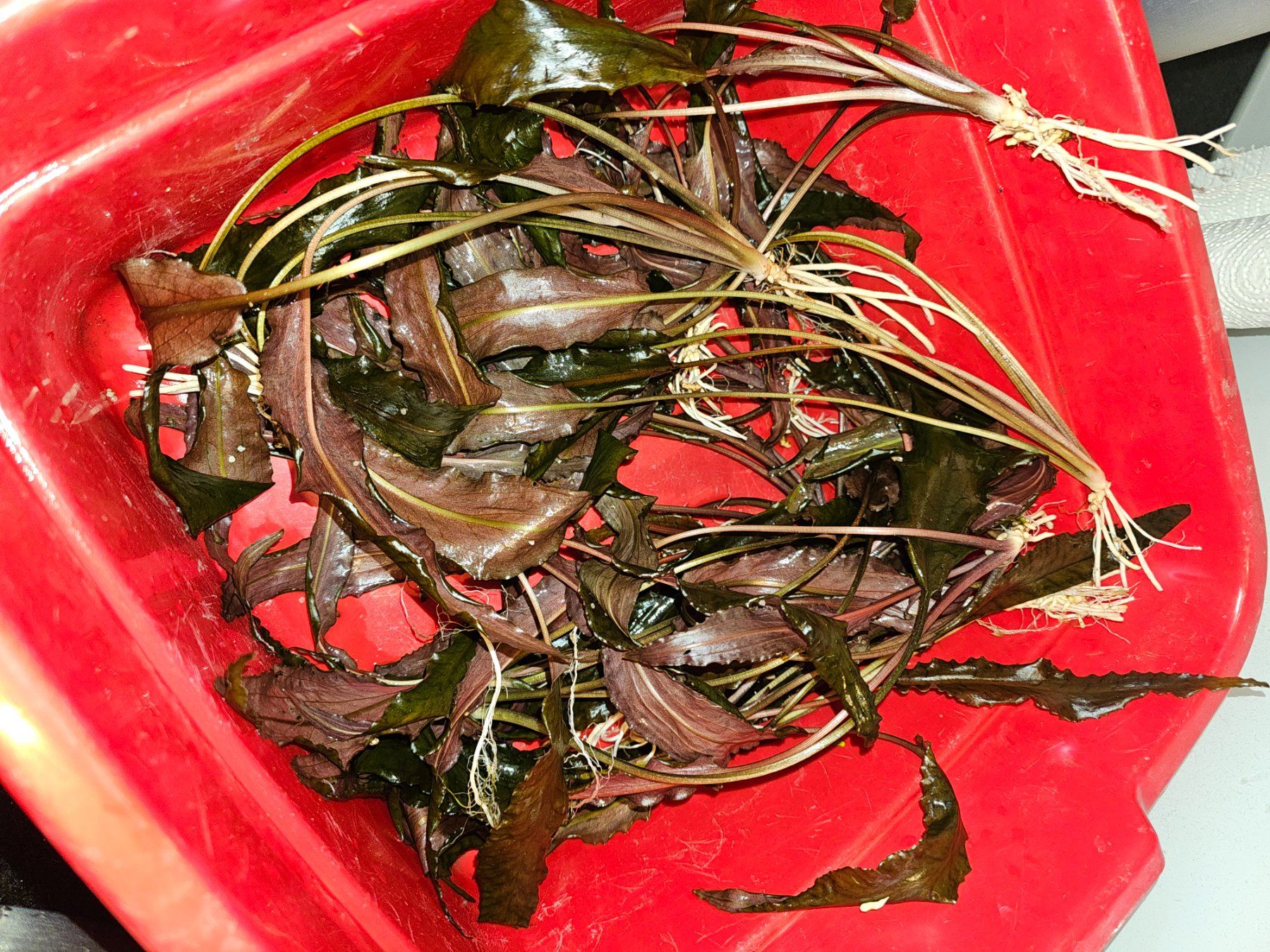 Plantes & graines: Cryptocoryne wendtii rot – D'occasion à Seuzach par TD256