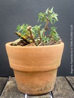 Begonia tripartida - seltene drei-lappige Begonie im Tontopf