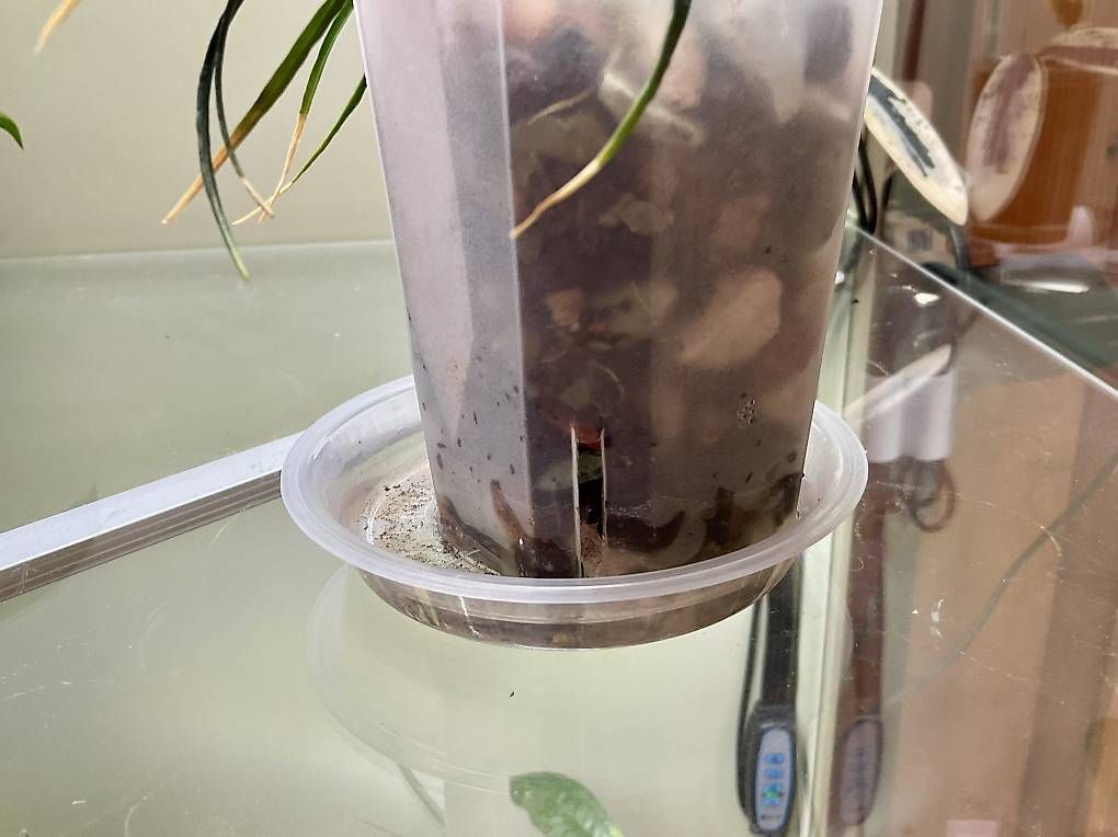 Pflanzen & Samen: Hoya stenophylla – Neu und originalverpackt aus Schönholzerswilen von Leavylounge 2