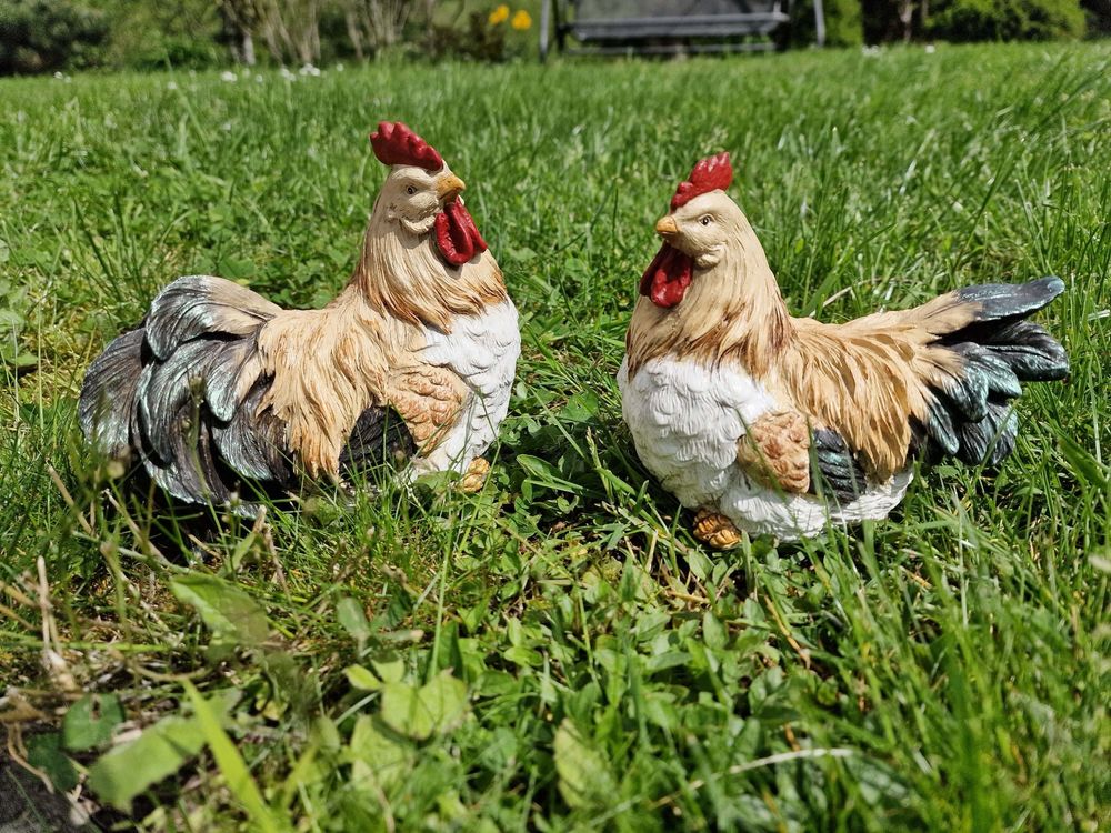 Schönes HühnerHahn Paar Kaufen auf Ricardo