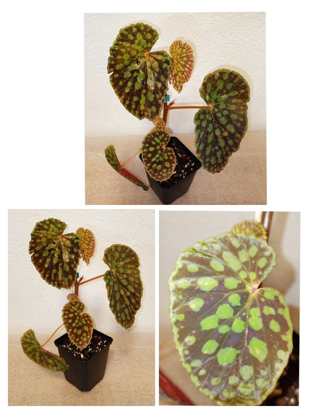 Piante & sementi: Begonia Chlorosticta – Nuovo (secondo la descrizione) da schöftland venduto da UniquePlants