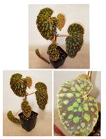 Begonia Chlorosticta