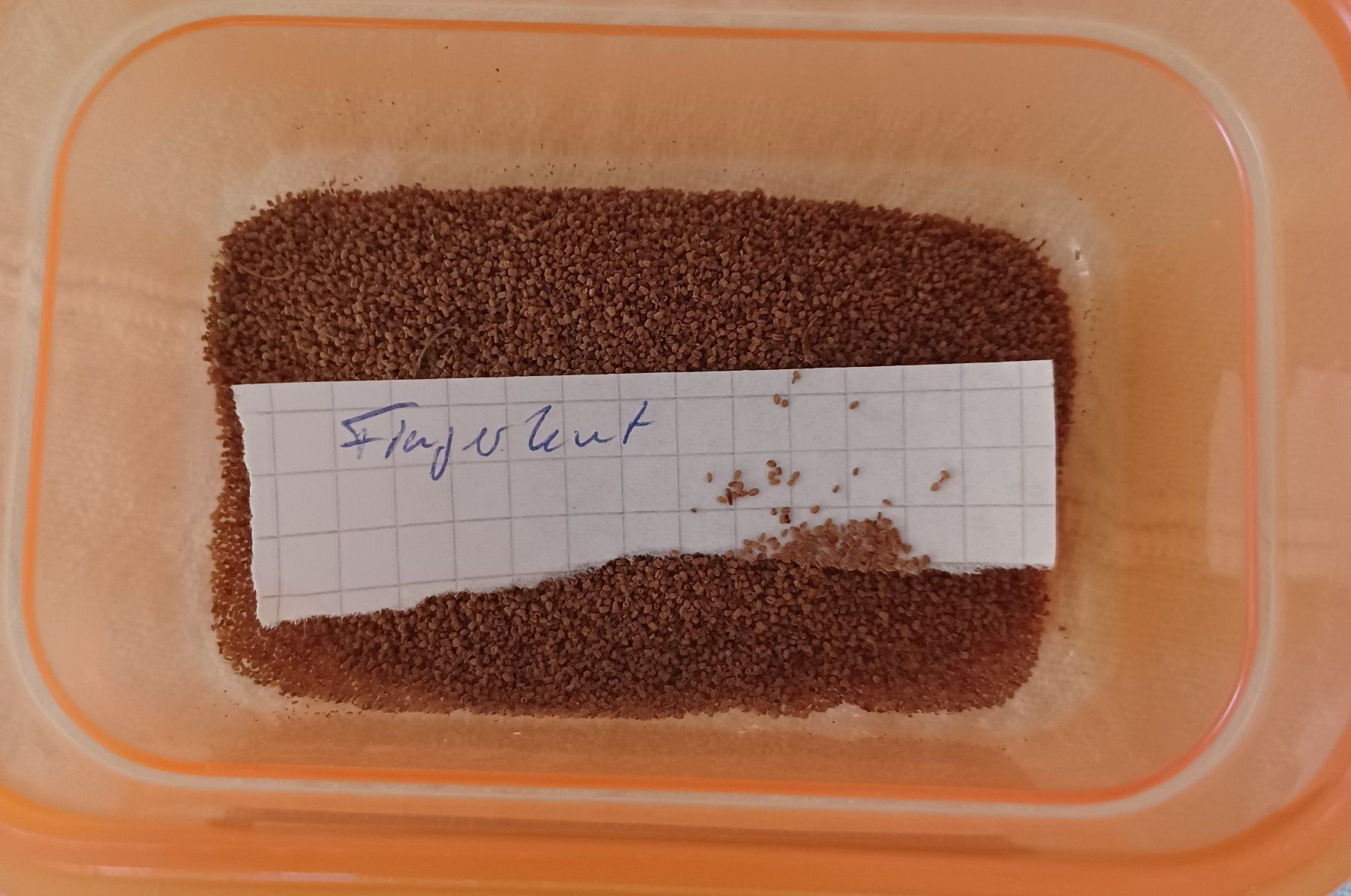 Fingerhüte: Samen Fingerhut  30-40Stk. – Gebraucht aus Schwaderloch von bademeister79 1