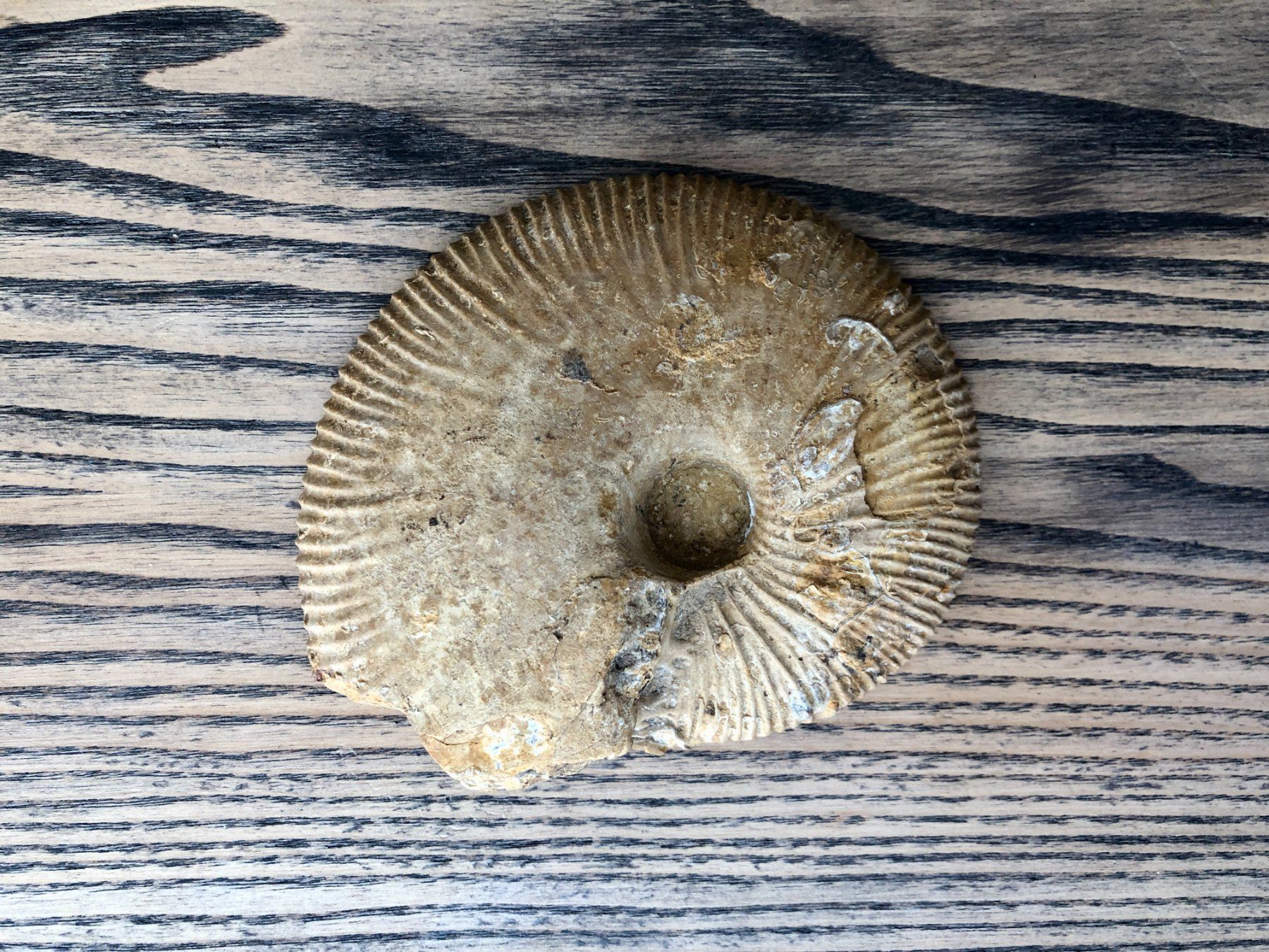 Fossili: Ammonit Fossil ca. 10.5 cm – Usato da Berg am Irchel venduto da Zweiti_Chance 2