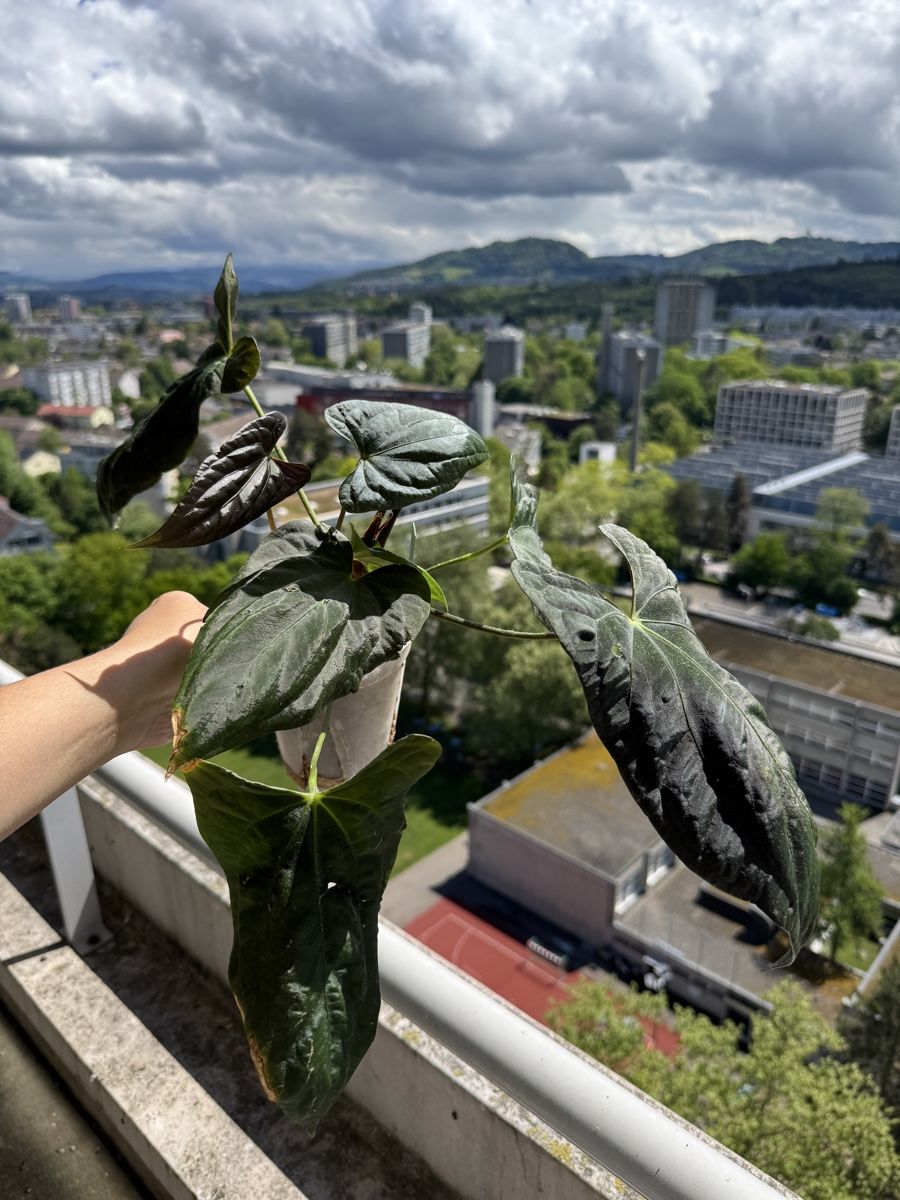 Piante & sementi: Anthurium Papi Hybrid? – Nuovo (secondo la descrizione) da Bern venduto da Lucas_Ma 3