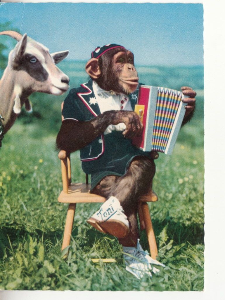 Cartoline postali: Humorkarte Schimpanse 1964 – Usato da Bürglen TG venduto da StampGraf