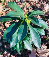 HEILPFLANZE !!! DAPHNE LAUREOLA 1 Mini- Baumchen 20-50cm