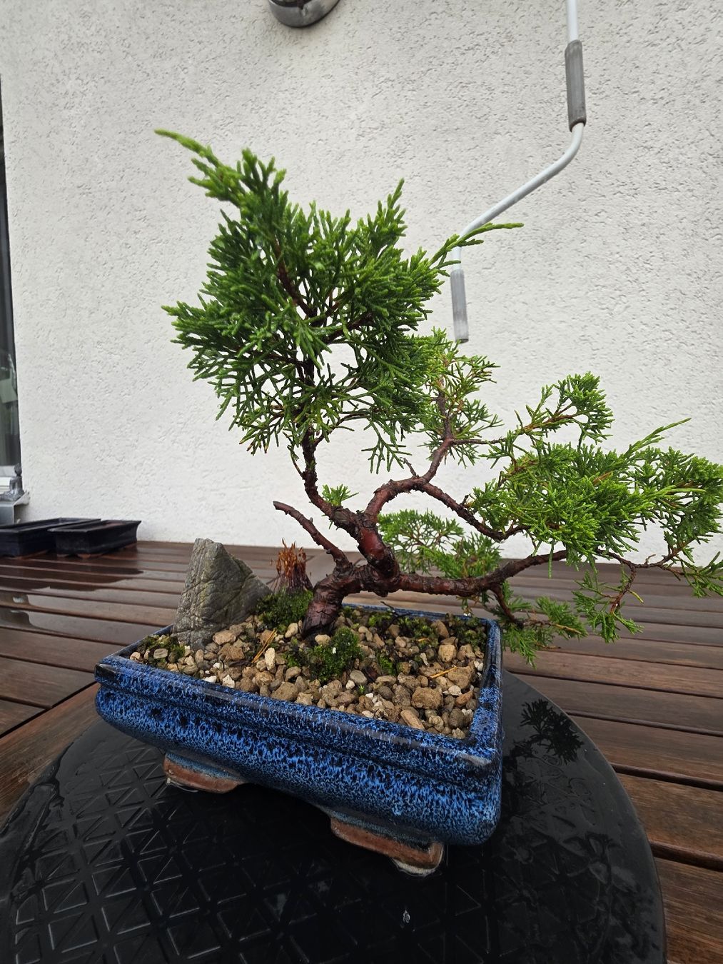 sageretia bonsai blte Sageretia thea
