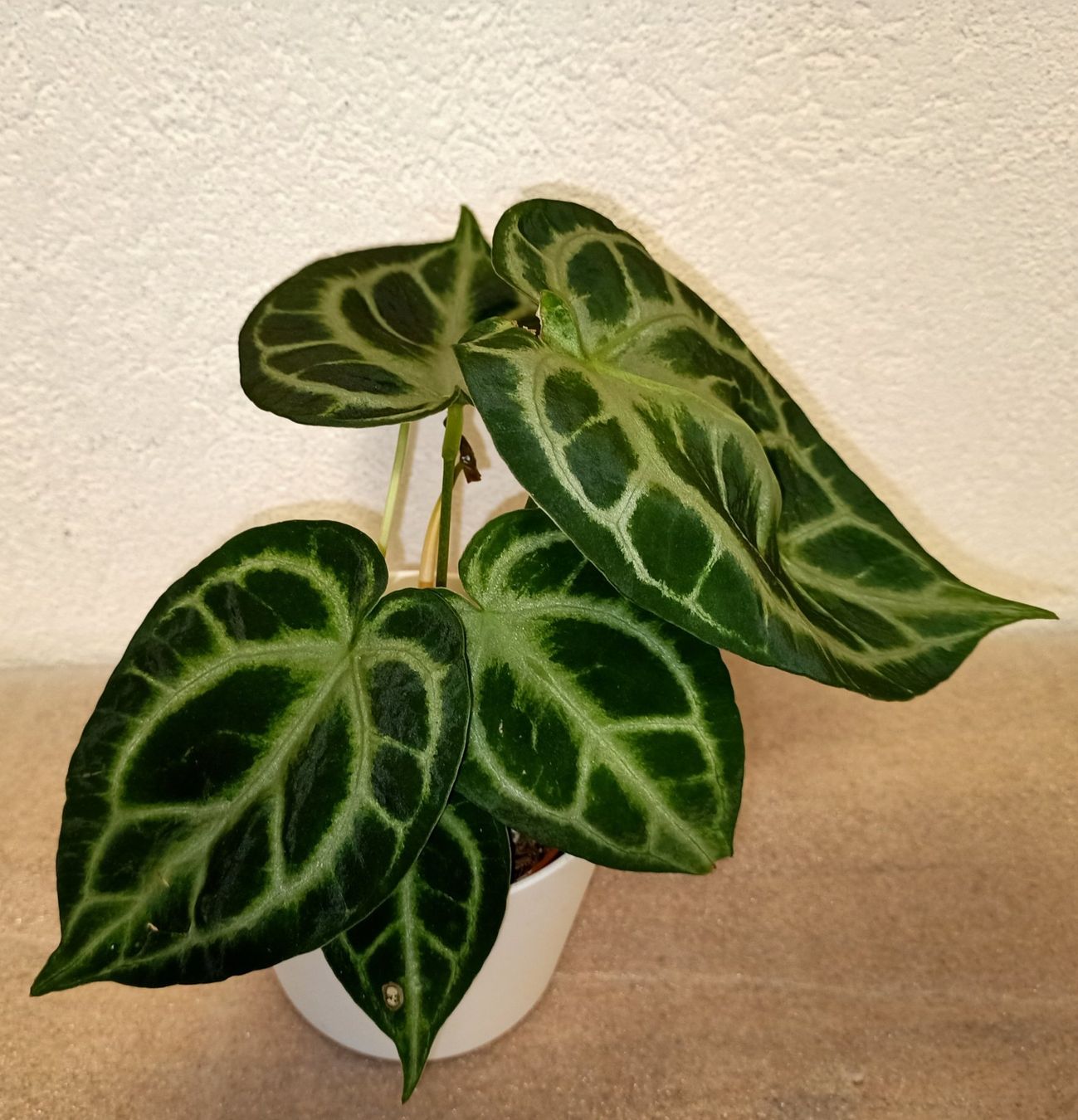 Pflanzen & Samen: Anthurium Silver Blush – Neu (gemäss Beschreibung) aus schöftland von UniquePlants