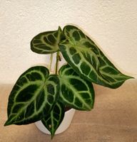 Anthurium Silver Blush