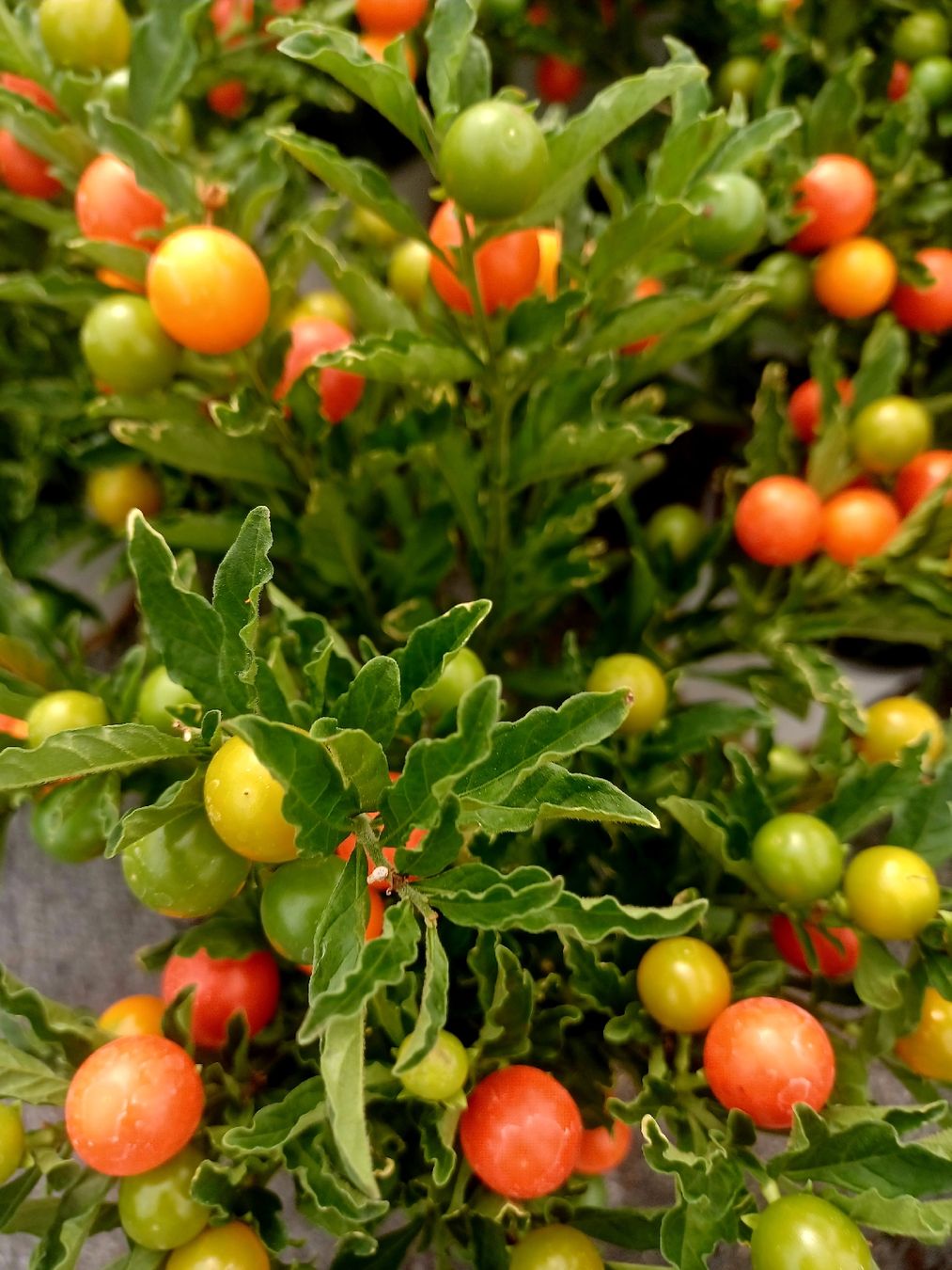 Pflanzen & Samen: "Kirschevon Jerusalem" oder SOLANUM PSEUDOCAPISCUM. 20-30 cm – Neu und originalverpackt aus Rovio von POSITIFFARTandPLANTS 1