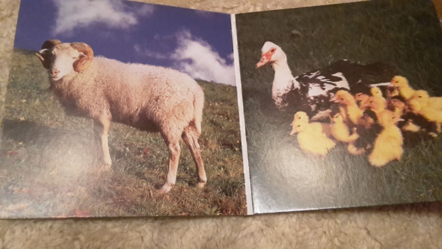 Libri: Buch meine besten Freunde – Nuovo (secondo la descrizione) da Schwarzenburg venduto da Flamingo07 1