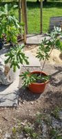 Feigenbaum im Topf mehrstammig gesund guter Zustand