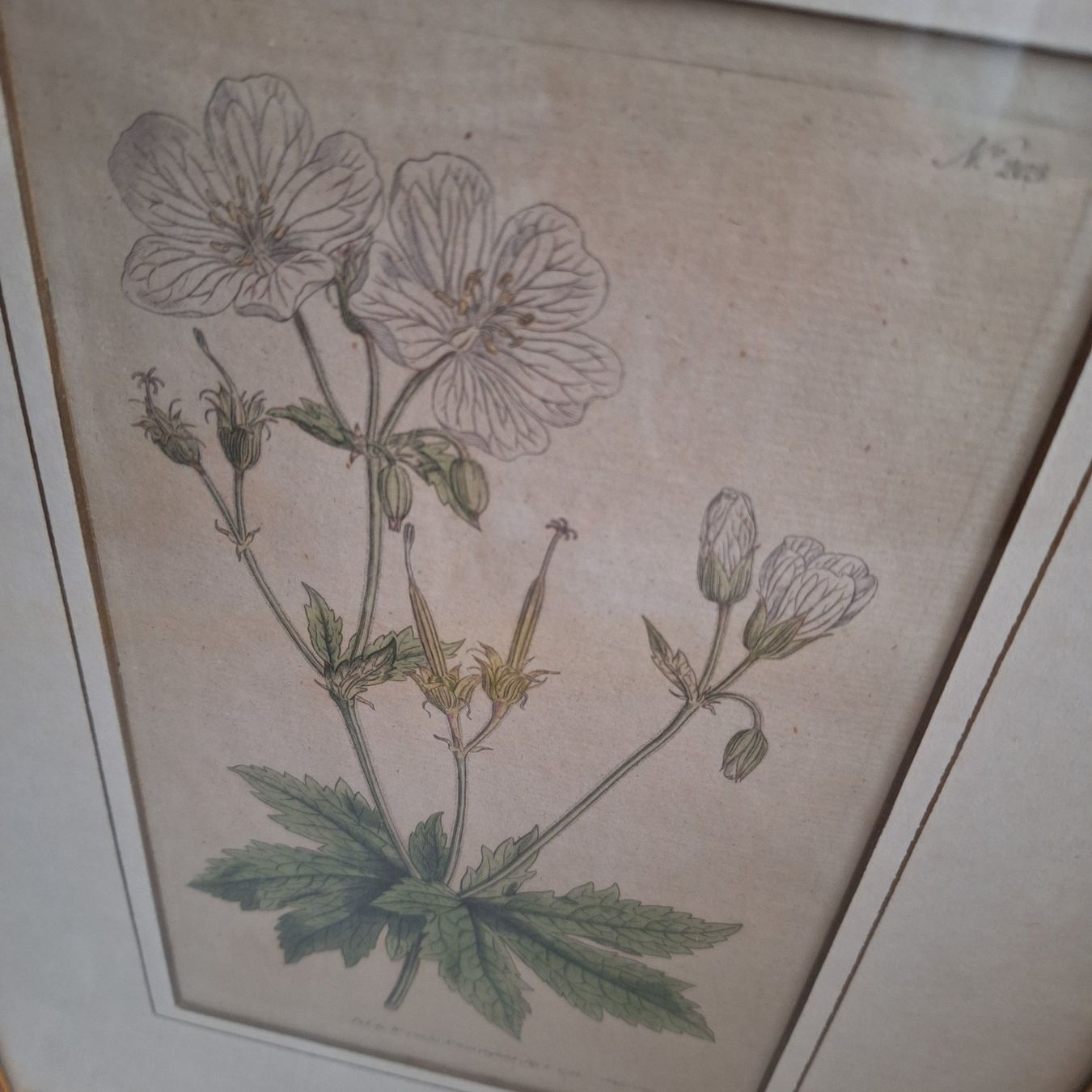 Foto & Immagini: Bild Blume, Botanik, goldfarbener Bilderrahmen – Usato da Winterthur venduto da Goldpipau 5