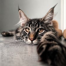 Profile image of Schattenfuchs
