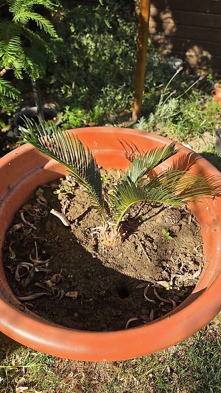 Plantes & graines: Cycas Revoluta – D'occasion à Pfaffnau par Hawaiano 1