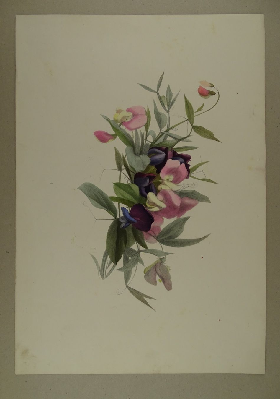 Incisioni: FLEUR BLUME, LITHOGRAPHIE UM 1850 – Usato da Grüningen venduto da Kartensammler