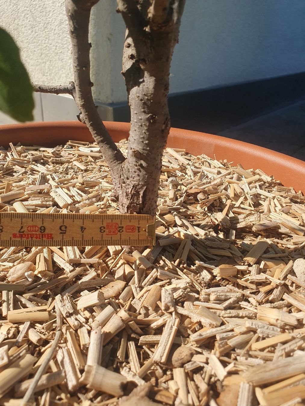 Pflanzen & Samen: Quercus suber, Korkeiche 2 Stück – Gebraucht aus Adligenswil von unterpalmen 4