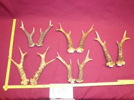 Reh, Geweihe, Trophäe, Horn, Dekoration, Jagd Abwurfstangen