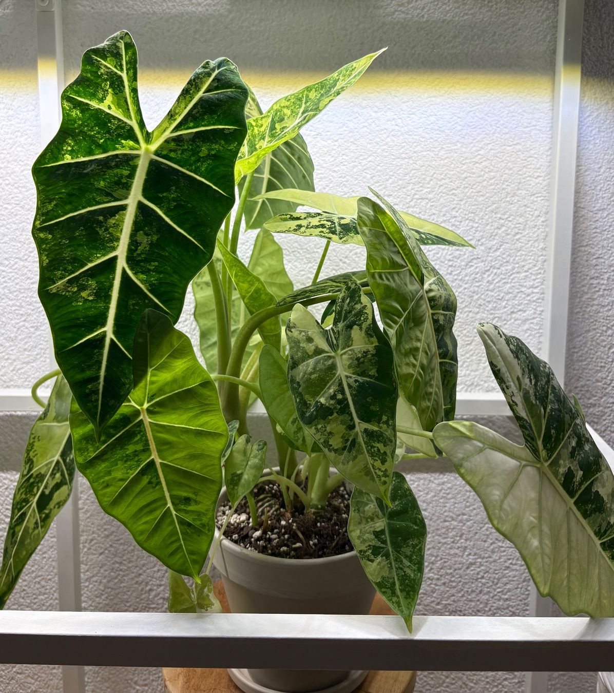 Piante & sementi: Alocasia Micholitziana 'Frydek' – Usato da Bonstetten venduto da sam_jt9j