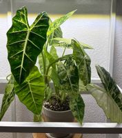 Alocasia Micholitziana 'Frydek'