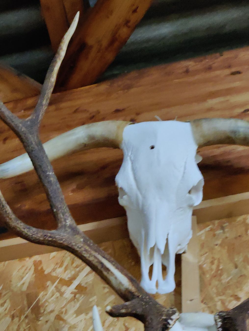 Tutte le decorazioni: Hochland Rind – Usato da Kaltbrunn venduto da Reimin85 3