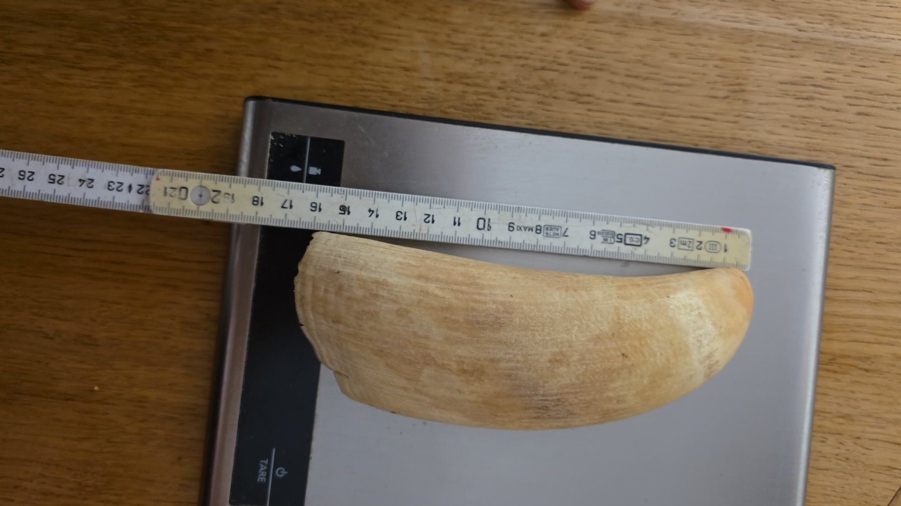 Fossili: Spermawal Zahn – Usato da Haslen GL venduto da zol_q9yh 3