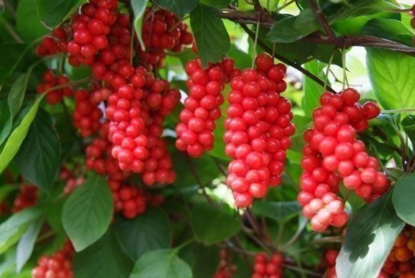 Piante & sementi: SCHISANDRA  50 baies – Nuovo (secondo la descrizione) da Bremblens venduto da FIBONACCI369