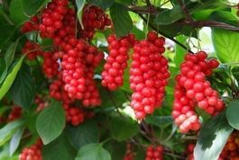 SCHISANDRA  50 baies