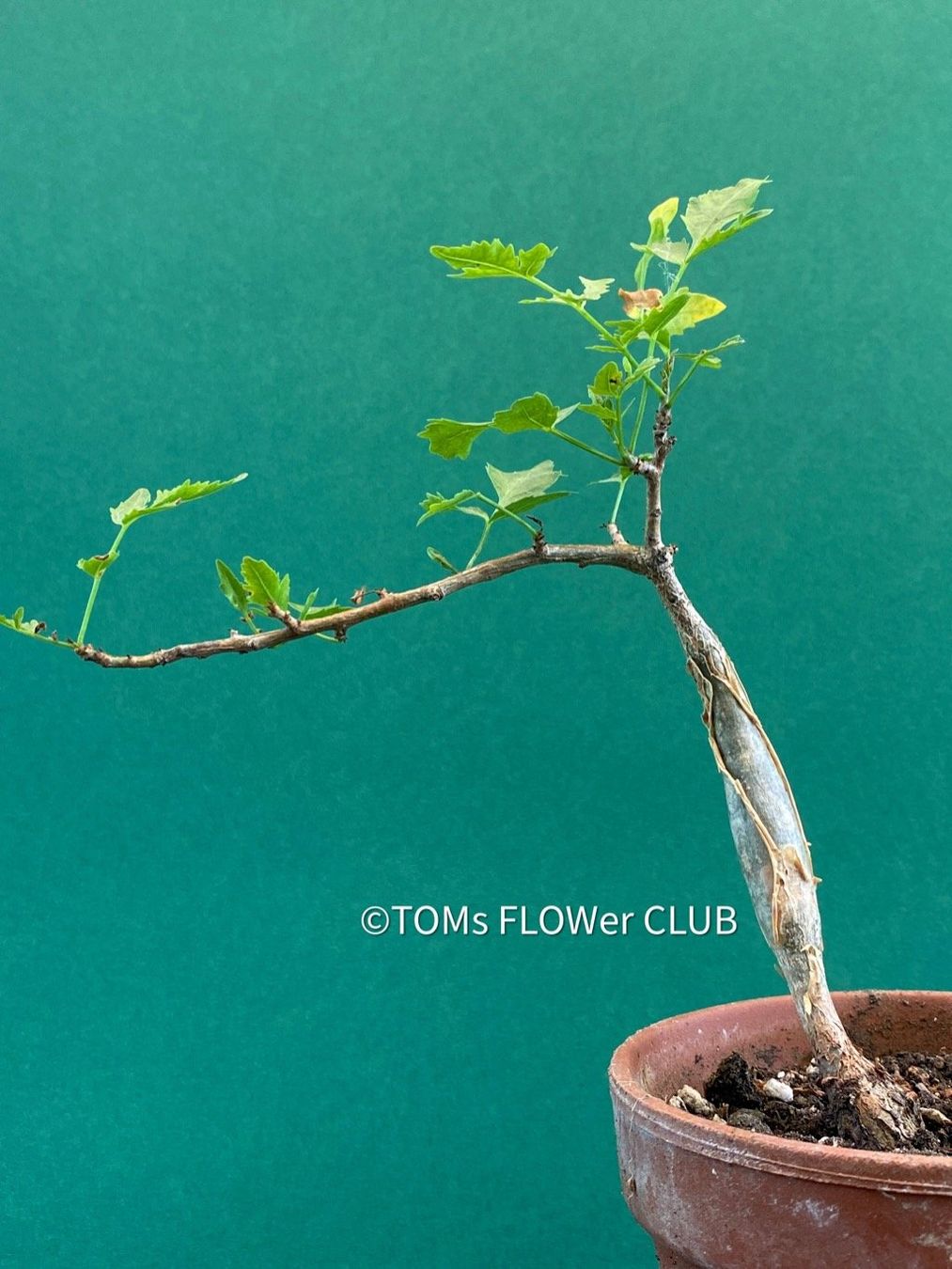 Piante & sementi: Bursera Fagaroides / Duft-Bursera . – Nuovo e nell'imballaggio originale da Adliswil venduto da astom369 7
