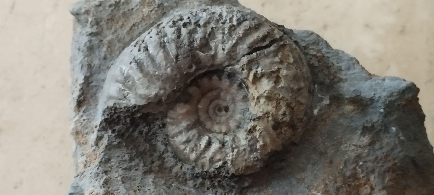Fossilien: Fossilien/Ammonite  – Gebraucht aus Oberdorf SO von and_jxk2 3