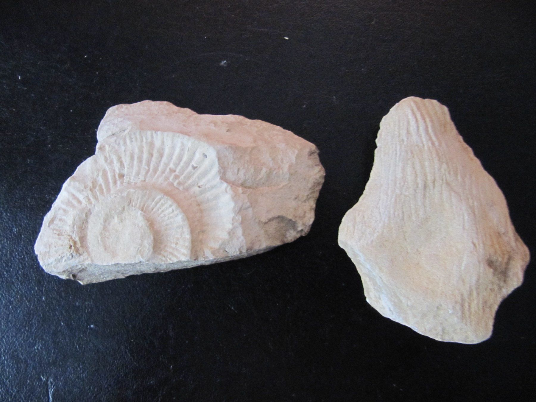 Minerali & Pietre curative: Fossilien-Set vom Jurasüdfuss – Usato da Selzach venduto da Sennemeitschi11