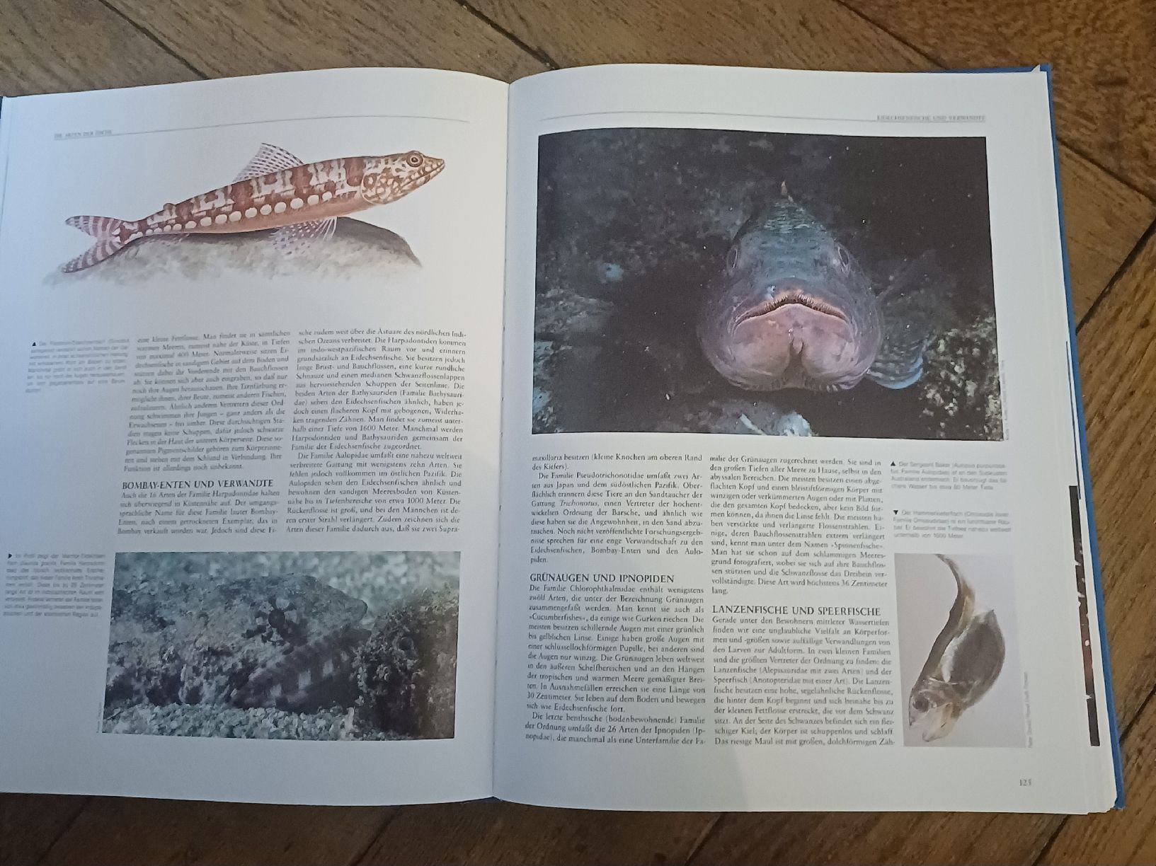 Libri: Fische Enzyklopädie – Usato da Schönenwerd venduto da pomodor 3