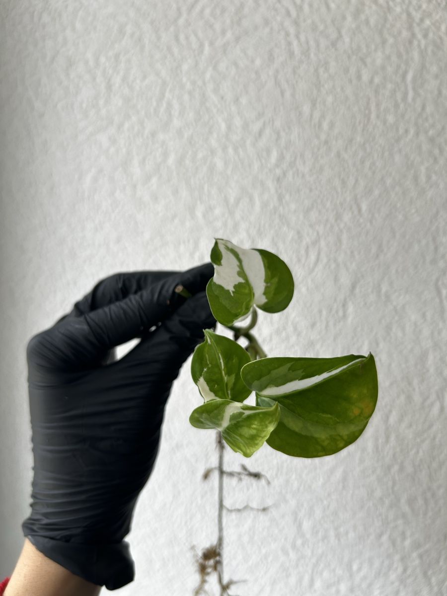 Plantes & graines: Boutures Pothos N’joy – D'occasion à Develier par mel_qd2m 2