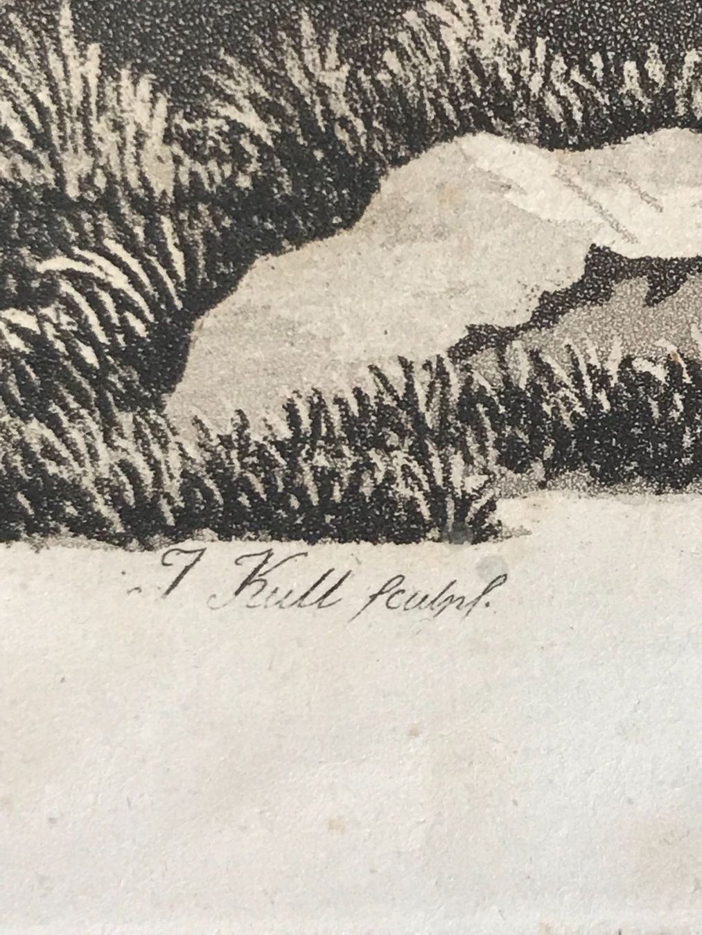 Incisioni: Planche naturelle gravure de J. Kull – Usato da Winterthur venduto da SilverFR 1