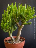 Crassula Ovata Gollum in der Bonsai-Form