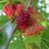 MURIER BLANC  (Arbre fruitier)  20-30cm