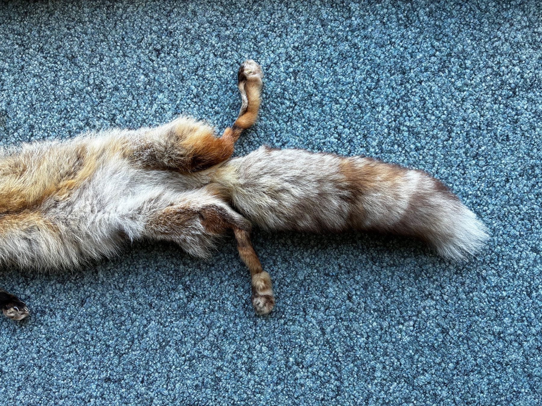 Monde des animaux: Rotfuchs Fell..125cm..ganzes Tier.. – D'occasion à Weiach par godsavethequeen 4
