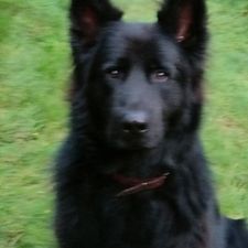 Profile image of tiwillener