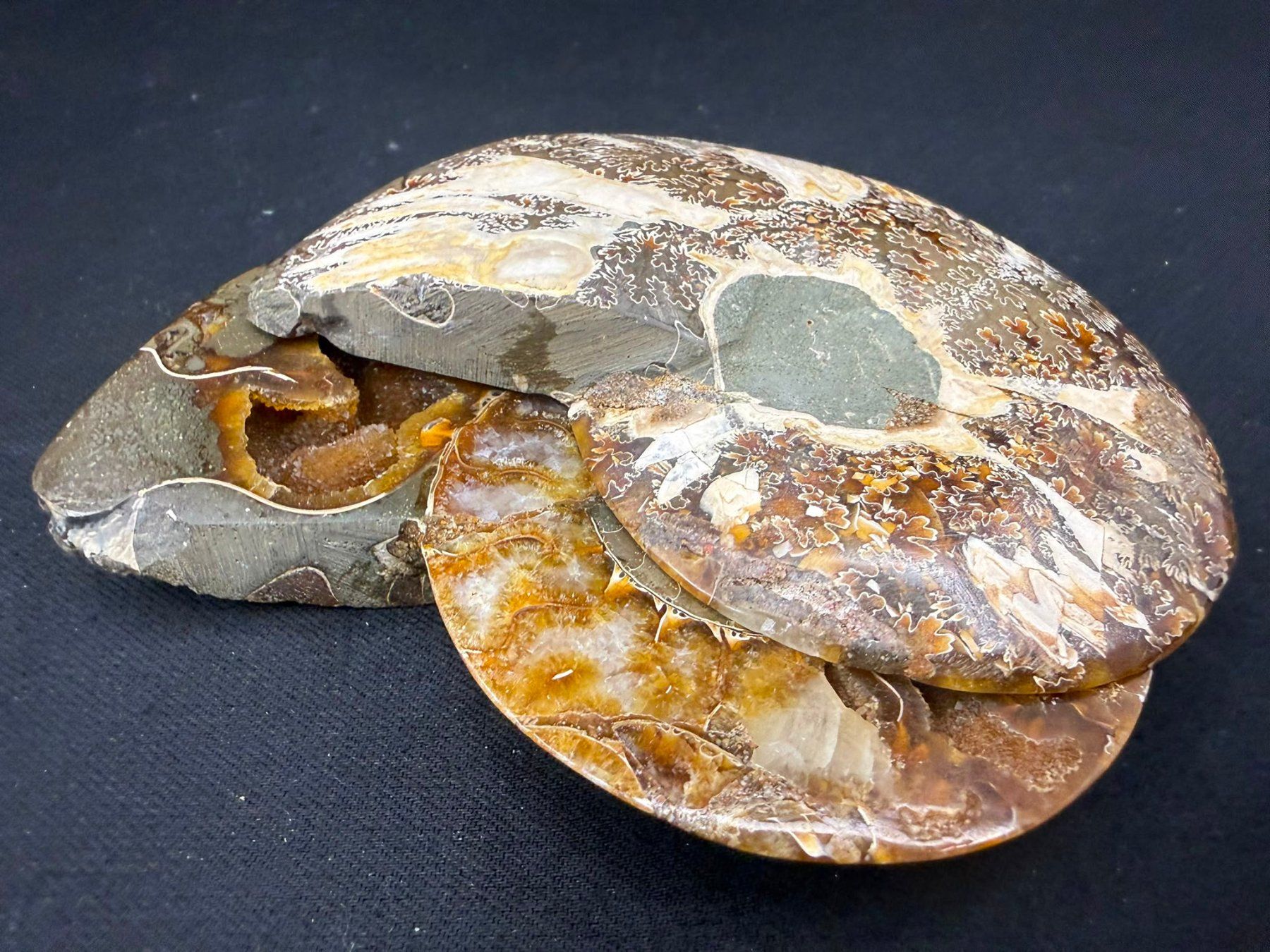 Fossili: Ammoniten-Paar – Usato da Schinznach Bad venduto da Demerald 7