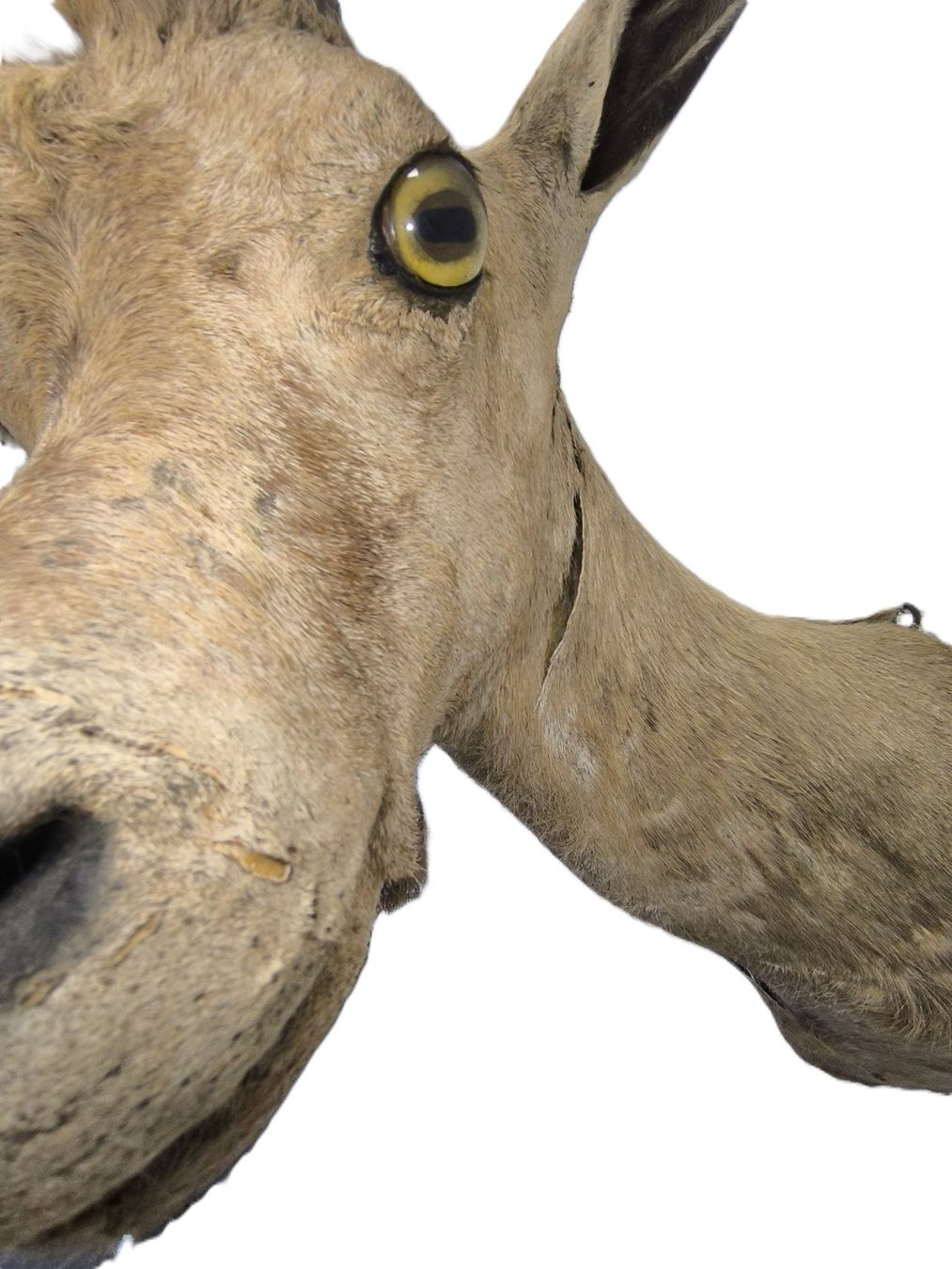 Il mondo degli animali: Steinbock Trophäe – Usato da Rüti ZH venduto da Restwert_Rueti_ZH 5