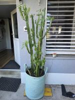 Euphorbia Trigona Kaktus gross in hellblauem Korb grün