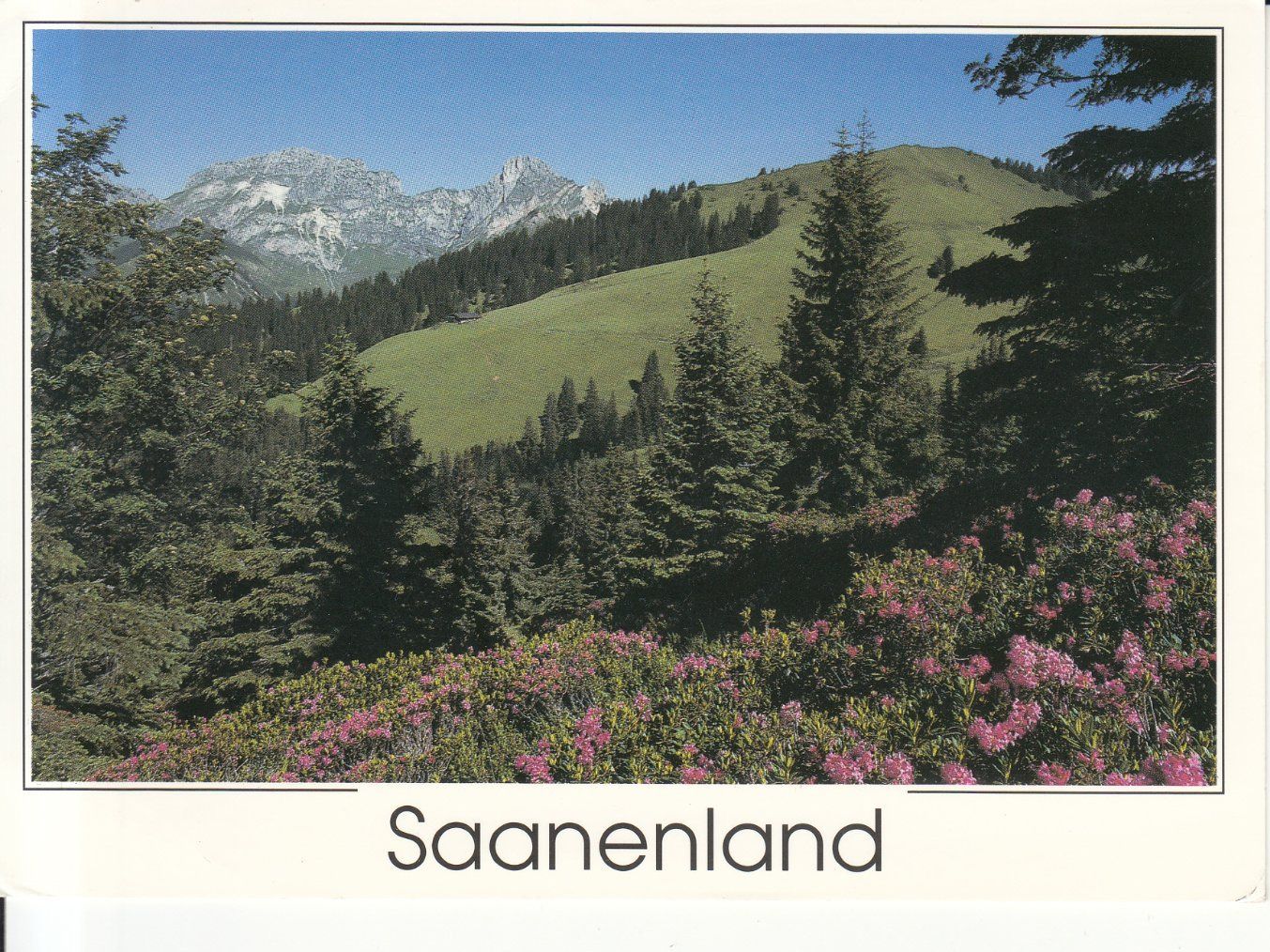 Cartoline postali: Saanenland 1994 – Usato da Bürglen TG venduto da StampGraf