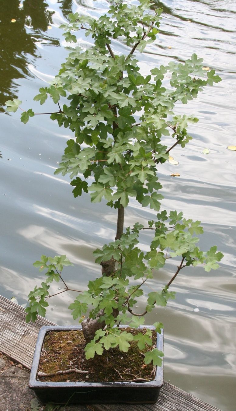 Plantes & graines: BONSAI  -  Feldahorn – D'occasion à Gretzenbach par Sikim 3