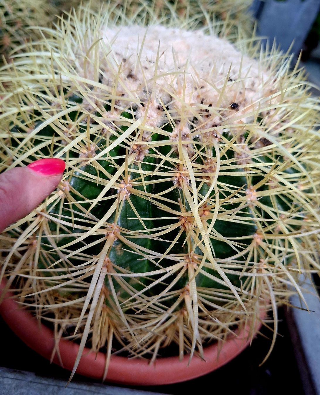 Piante & sementi: XL ECHINOCACTUS D: 25 -30 cm. Echinocactus SUPERDECORATIV! – Nuovo e nell'imballaggio originale da Rovio venduto da POSITIFFARTandPLANTS 2